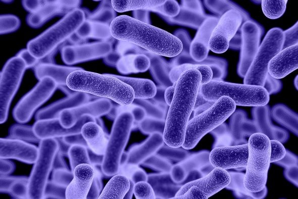 Microbioma Intestinale