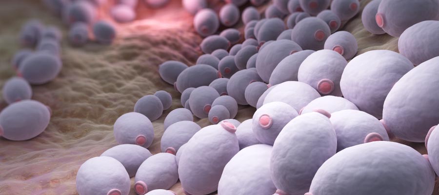 candida albicans